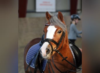 Welsh-A, Jument, 4 Ans, 121 cm, Alezan brûlé