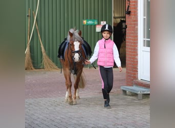 Welsh-A, Jument, 4 Ans, 121 cm, Alezan brûlé