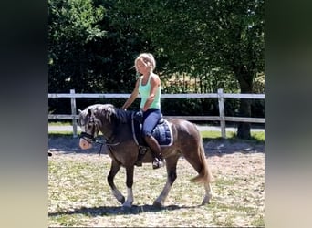 Welsh-A, Jument, 4 Ans, 122 cm, Gris