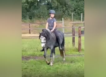 Welsh-A, Jument, 4 Ans, 122 cm, Gris