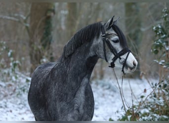 Welsh-A, Jument, 4 Ans, 122 cm, Gris