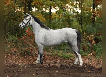 Welsh-A, Jument, 4 Ans, 122 cm, Gris