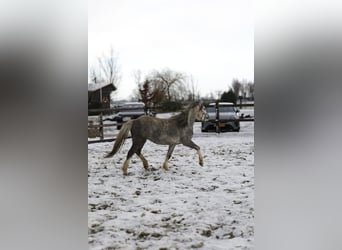 Welsh-A, Jument, 4 Ans, 123 cm, Rouan bleu