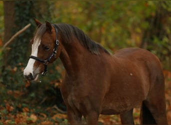 Welsh-A, Jument, 4 Ans, 127 cm, Alezan