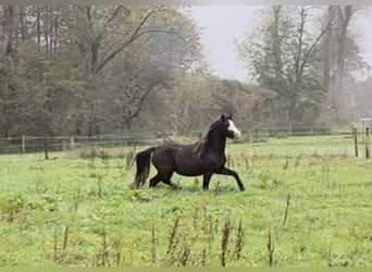 Welsh-A, Jument, 4 Ans, Bai brun foncé