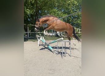 Welsh-A, Jument, 5 Ans, 114 cm, Bai