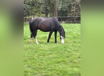 Welsh-A, Jument, 5 Ans, 120 cm, Noir