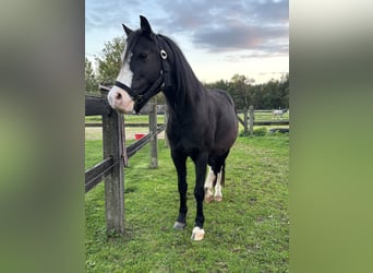 Welsh-A, Jument, 5 Ans, 120 cm, Noir