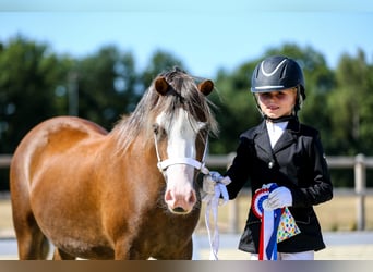Welsh-A, Jument, 5 Ans, 121 cm, Alezan brûlé