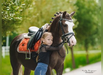 Welsh-A, Jument, 5 Ans, 121 cm, Alezan brûlé