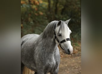 Welsh-A, Jument, 6 Ans, 121 cm, Gris