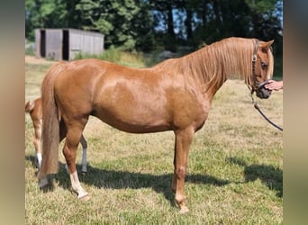 Welsh-A, Jument, 6 Ans, 134 cm, Alezan
