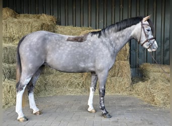 Welsh-A, Jument, 6 Ans, Gris