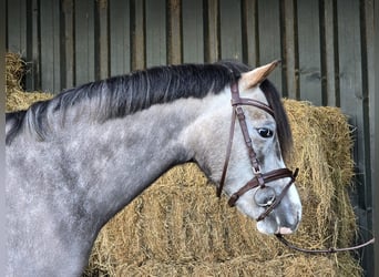 Welsh-A, Jument, 6 Ans, Gris