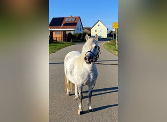 Welsh-A Croisé, Jument, 7 Ans, 114 cm, Gris