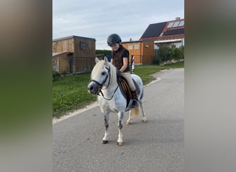 Welsh-A Croisé, Jument, 7 Ans, 114 cm, Gris