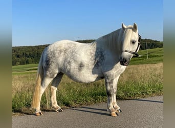 Welsh-A Croisé, Jument, 7 Ans, 114 cm, Gris