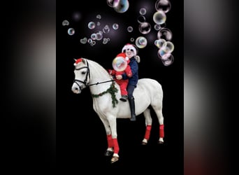 Welsh-A, Jument, 7 Ans, 121 cm, Gris