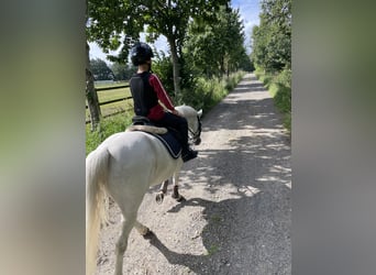 Welsh-A, Jument, 7 Ans, 121 cm, Gris