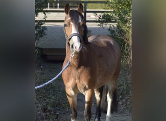 Welsh-A, Jument, 7 Ans, 121 cm, Sabino
