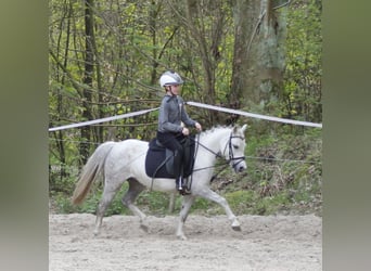 Welsh-A, Jument, 7 Ans, 122 cm, Gris