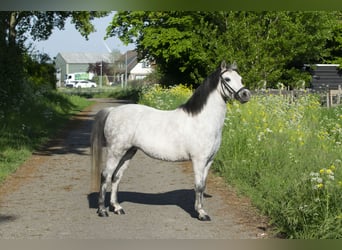 Welsh-A, Jument, 7 Ans, 122 cm, Gris
