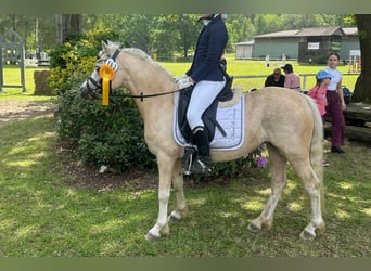 Welsh-A, Jument, 7 Ans, 123 cm, Palomino