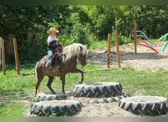 Welsh-A Croisé, Jument, 7 Ans, 124 cm, Gris