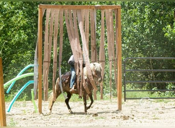 Welsh-A Croisé, Jument, 7 Ans, 124 cm, Gris