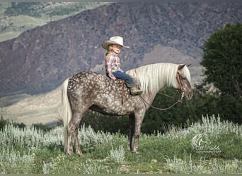 Welsh-A Croisé, Jument, 7 Ans, 124 cm, Gris