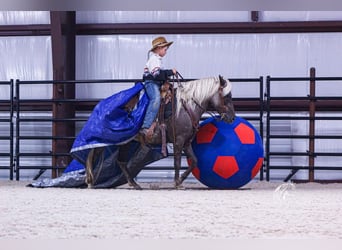 Welsh-A Croisé, Jument, 7 Ans, 124 cm, Gris