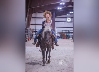Welsh-A Croisé, Jument, 7 Ans, 124 cm, Gris