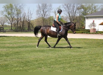 Welsh-A, Jument, 7 Ans, 147 cm, Bai cerise