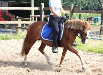 Welsh-A Croisé, Jument, 7 Ans, Alezan