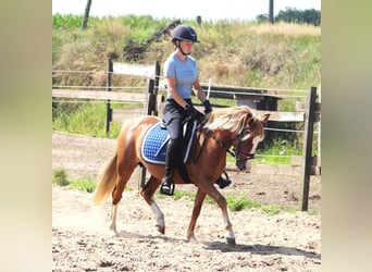 Welsh-A Croisé, Jument, 7 Ans, Alezan