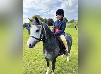 Welsh-A, Jument, 8 Ans, 112 cm, Gris pommelé