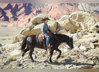 Welsh-A Croisé, Jument, 8 Ans, 124 cm, Noir