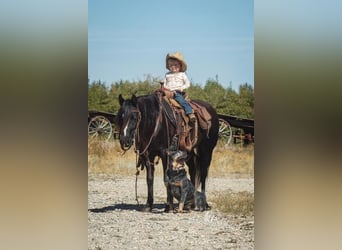 Welsh-A Croisé, Jument, 8 Ans, 124 cm, Noir