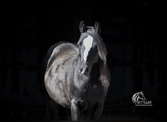 Welsh-A Croisé, Jument, 8 Ans, 124 cm, Noir