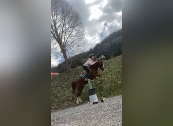 Welsh-A, Jument, 8 Ans, 125 cm, Alezan