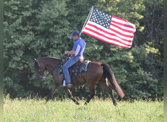 Welsh-A Croisé, Jument, 8 Ans, 140 cm, Bai cerise