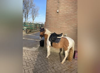 Welsh-A Croisé, Jument, 9 Ans, 112 cm, Pinto