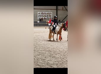 Welsh-A Croisé, Jument, 9 Ans, 112 cm, Pinto