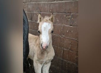 Welsh-A, Jument, Poulain (01/2026), 120 cm, Buckskin