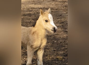 Welsh-A, Jument, Poulain (01/2026), 120 cm, Buckskin