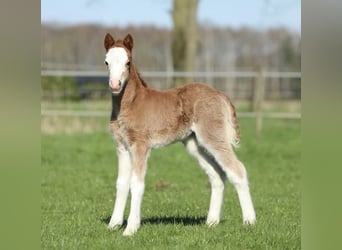 Welsh-A, Jument, Poulain (02/2026), 124 cm, Alezan