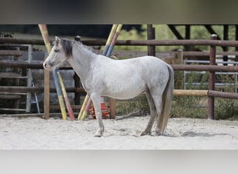 Welsh-A, Merrie, 10 Jaar, 110 cm, Schimmel
