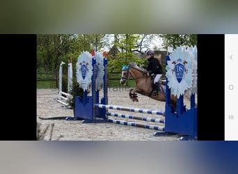 Welsh-A, Merrie, 10 Jaar, 114 cm, Palomino