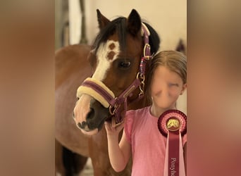 Welsh-A, Merrie, 10 Jaar, 122 cm, Bruin