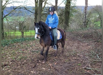 Welsh-A, Merrie, 10 Jaar, 125 cm, Donkerbruin